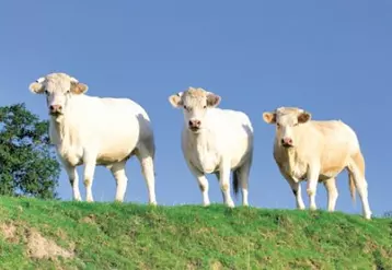 L’objectif : arriver à un équilibre qualitatif et en volume entre production française  et demande.