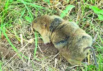 Rat taupier dans un champ