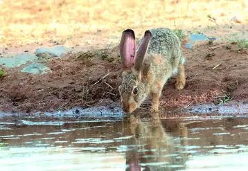 Lapin près d'une rivière