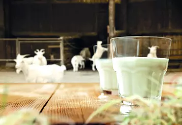 Groupe de chèvres avec verres de lait