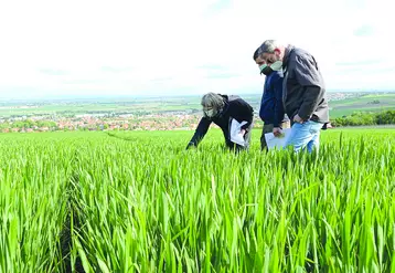 A l'occasion du 3ème "Vendredi de l'Agro" de la Chambre d'agriculture du Puy-de-Dôme, pucerons et cicadelles ont été les sujets de la matinée. 