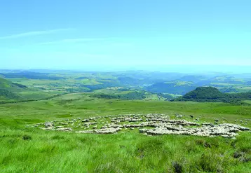 Troupeau de moutons dans la chaîne des Puys