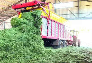 Camion versant de l'herbe.