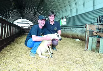 Stéphane Marret et Noélie Fafournoux ont monté ensemble leur propre troupe ovine après avoir repris une exploitation bovine à Vollore-Ville.