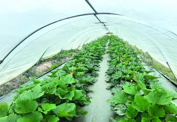 Plants de courgette. 