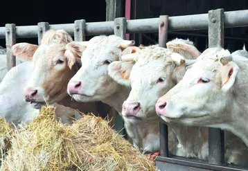 Le changement de calcul de l’aide et la suppression de l’aide à la vache allaitante sur notre bassin naisseur peut avoir des répercussions économiques importantes pour les élevages allaitants.