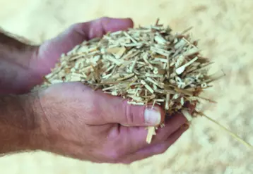 Le miscanthus, une alternative à la paille que de plus en plus d’éleveurs utilisent.