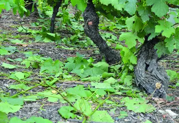 Les orages violents et la grêle ont touché plus de 30% des surfaces viticoles du département.