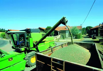 La récolte de la lentille démarre tout juste dans le département dans des conditions compliquées entre excès d'eau, verse et salissement des parcelles. 