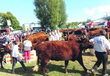 Plus de 7000 visiteurs ont arpenté les allées du concours interdépartemental salers qui s'est tenu le 28 août à Issoire.