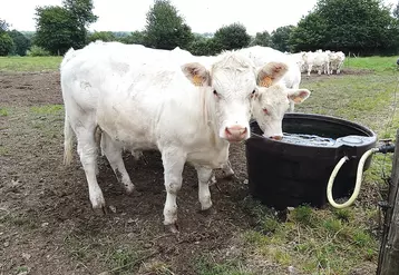 Vaches qui s'abreuvent