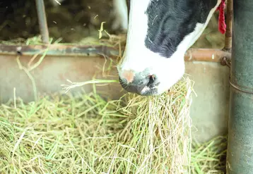 La STG Lait de foin garantit une alimentation avec au moins 75% d'herbe ou de foin