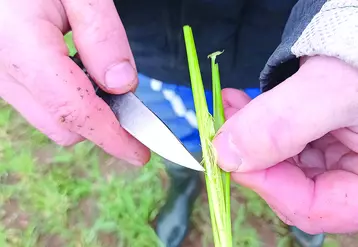 Au printemps 2021, le gel tardif a causé de nombreux dégâts en raison de l'état d'avancement des céréales. 