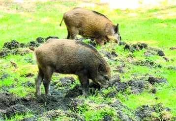 Sangliers dans une prairie