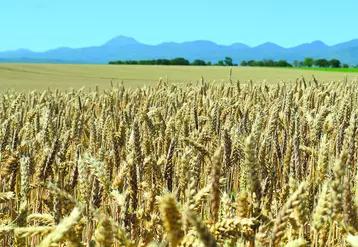 L'abaissement des seuils en mycotoxine pourrait entraîner, dans les régions les plus touchées, une augmentation des déclassements.