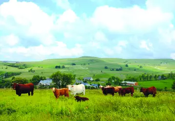 Troupeau de vaches dans un pré