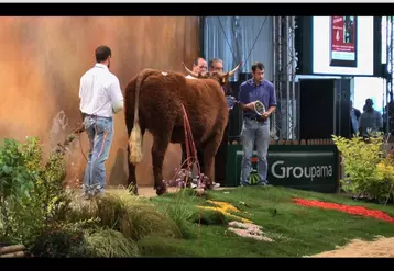 Concours national Salers au Sommet de l'élevage 2013