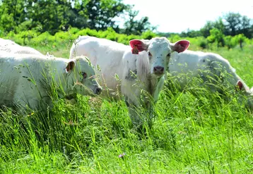 Troupeau de vaches allaitantes