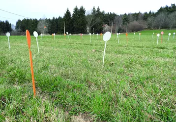 La plateforme d'Herbe Richesse du Forez, implantée à Fontlobines dans le Livradois-Forez, perdure et relance des essais.