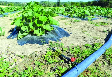 L'efficience de l'eau est la première préoccupation des agriculteurs ; pourtant la méthode rencontre de plus en plus d'opposants.