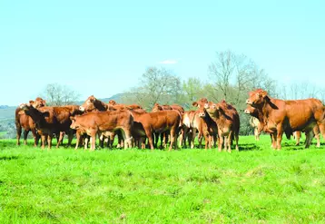 Après plusieurs années d'augmentation, les effectifs de la Limousine se stabilisent en 2022.