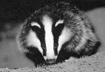 Le blaireau peut causer des dégâts sur les céréales (blé, orge, avoine et maïs) en consommant des grains ou des épis et parfois en les piétinant