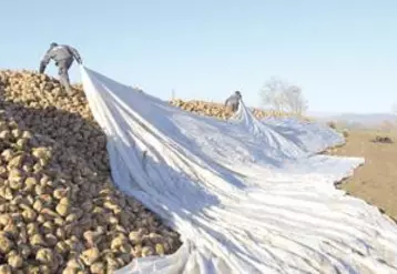 Les saisonniers sont à pieds d’œuvre pour bâcher l’imposant tas de betteraves et le protéger ainsi des prochaines gelées.