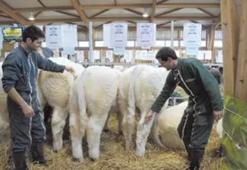 Vincent Barrier et Jérémie Boileau : deux jeunes éleveurs passionnés de génétiques et de concours.