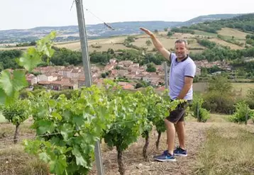 À Boudes, David Pélissier témoigne de l’absence de développement végétal de ses vignes du fait de la sécheresse. « À cette période, les feuilles devraient atteindre près de deux mètres de hauteur».