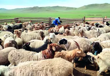 Moutons et chèvres constituent le plus gros cheptel d’élevage en Mongolie.