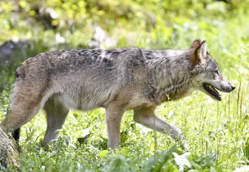 Les premières constatations ne permettent pas d'affirmer la présence d'un loup sédentaires dans le Puy-de-Dôme.