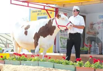 Fleur du Gaec de Vareilles à St Just dans le Puy-de-Dôme remporte la 1ère place dans la section vaches en 4ème lactation