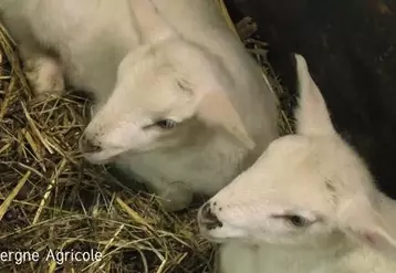 Production ovine