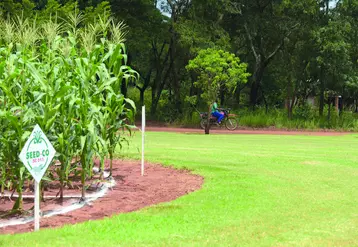 Limagrain conduit des recherches en Afrique depuis plus de 15 ans pour produire des semences adaptées aux contraintes du continent.