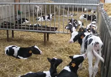 L’activité d’engraissement du veau de boucherie doit rémunérer correctement l’éleveur, avance la FNB.