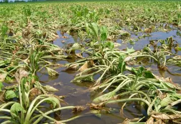 Les plants de betteraves étaient magnifiques jusqu’à début juin. Ils souffrent aujourd’hui de l’asphyxie causée par l’eau stagnante et les racines pourrissent !