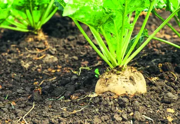Réintroduction temporaire des néonicotinoïdes afin de soutenir la filière betteraves.