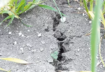 La semaine dernière encore, on observait d’importantes fentes dans les champs.