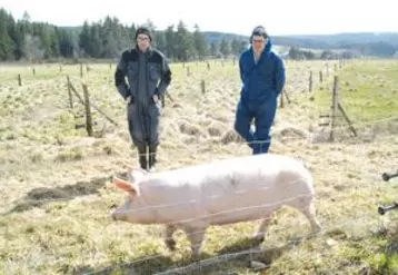 Ludovic Pitavy et Fabrice Colin suivent de près la croissance de leurs porcs engraissés en plein air, été comme hiver.