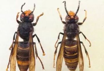 Le frelon asiatique (Vespa velutina) est de couleur sombre, les pattes jaunes et mesure 3 cm contre 4 cm pour le frelon européen. Son nid est construit en hauteur, il a une apparence de carton et ressemble à un gros ballon gonflable.