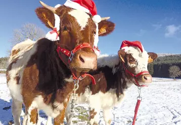 Mélodie et Nounou, deux vaches Ferrandaises de Saint-Romain dans le Puy-de-Dôme sont prêtes à fêter Noël
sous l’oeil d’Inès Garrier.