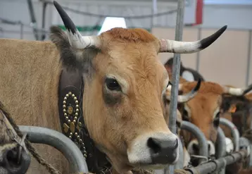 La race aubrac sera à l'honneur du prochain Sommet de l'Elevage