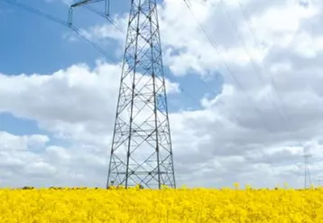 Champ de colza en fleurs sous une ligne à haute tension.