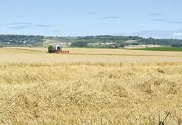Les premières moissons commencent à peine dans le Puy-de-Dôme mais promettent déjà des rendements moyens.