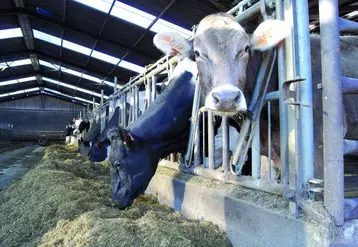 Moins d’alimentation, moins de lait, les éleveurs laitiers puydômois accusent la douloureuse équation de la sécheresse automnale.