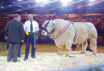 A peine sur le ring, l’issue du classement en faveur de BACCHUS ne faisait aucun doute tant il domina les sections. Ce qui a dominé ensuite, c’est l’émotion de Roland Garde (Président Syndicat charolais) et Michel Boileau (Président GIE Charolais leader) ainsi que de la quinzaine de supporters venus du Puy de Dôme.