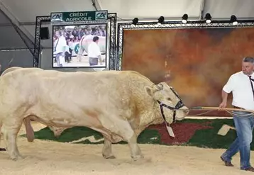La race Charolaise organise son concours national au Sommet de l’élevage. 500 animaux sont attendus. (Photo d’archives)