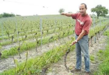 Cédric Chalard  montre  quelle était la hauteur de sa vigne avant que  l’orage de grêle ne hache tiges, feuilles et grappes naissantes.