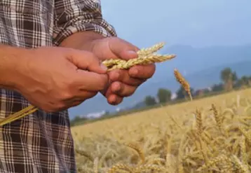 Blé / farine / pain : une filière de qualité attachée à la Limagne et qui, depuis l’an dernier, compte à son actif une farine Label Rouge