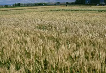 Les céréales bénéficient d’une traçabilité avantageuse pour tous les acteurs de la filière. Ici la parcelle d’essais blé lors des portes ouvertes.